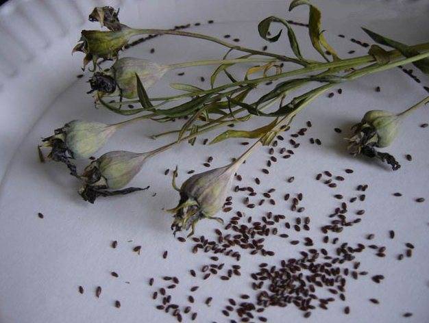 Как вырастить платикодон (ширококолокольчик) из семян на рассаду: видео