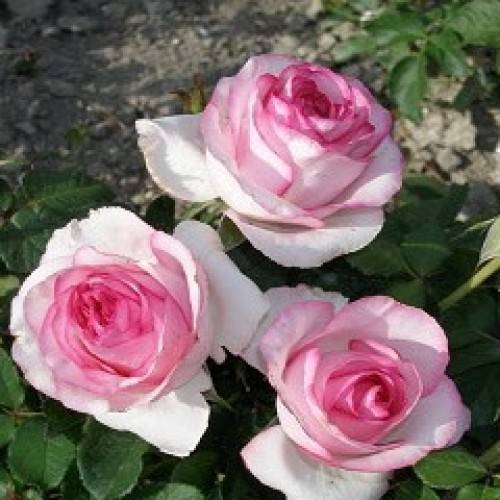 Чайно-гибридная роза сорта bella vita (белла вита): посадка и уход