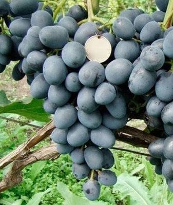 Сорт винограда «чарли» и его описание