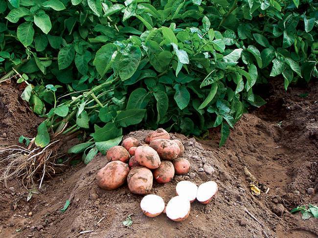 Картофель любава: фото, описание сорта, выращивание и уход