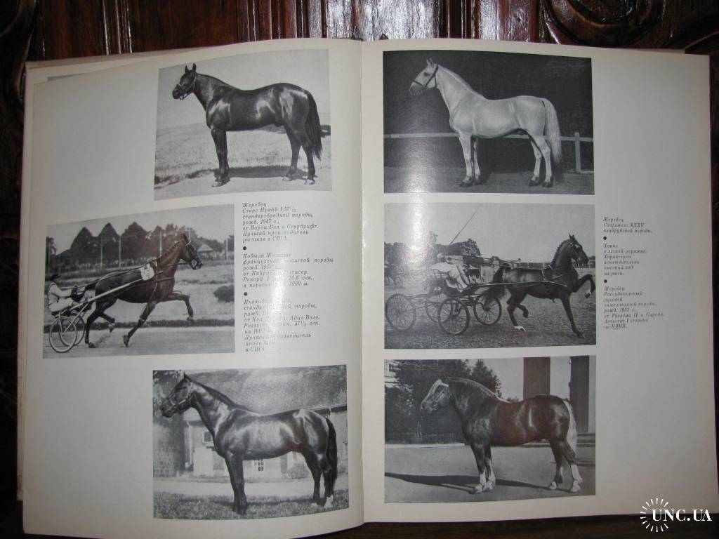 Казахская порода лошадей(адаев и джабе)