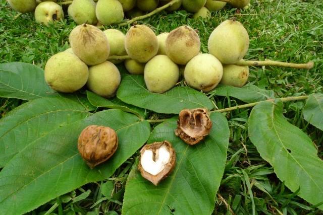 Выбор сорта и выращивание маньчжурского ореха в сибири