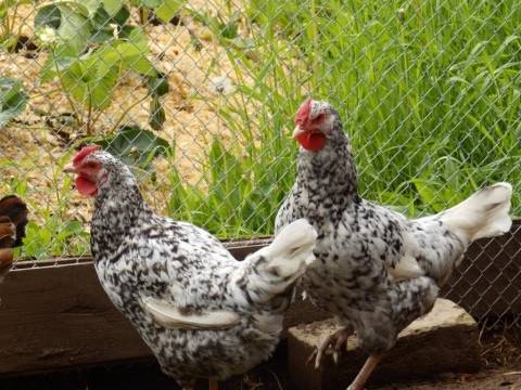 Пушкинская порода кур — лучшие деревенские курицы