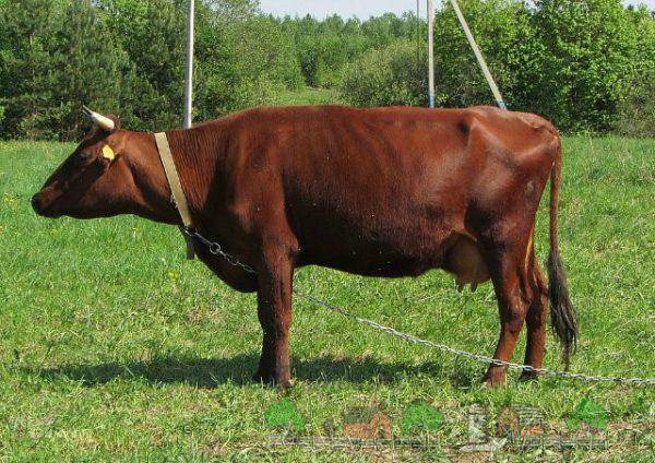 Красногорбатовская порода коров: характеристика быков, коров и телят. содержание и разведение