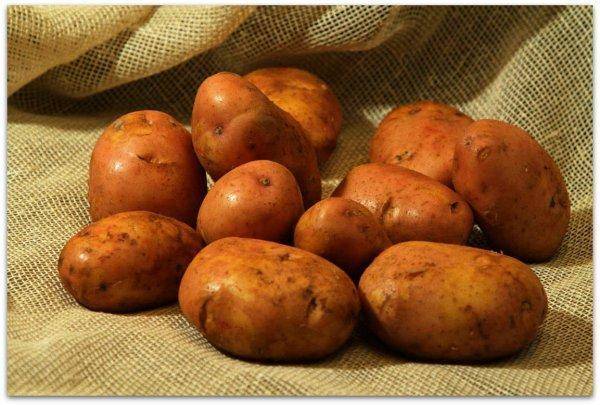 Сорт картофеля Ласунок
