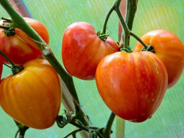 Томат "подарок феи": описание сорта, урожайность, описание плодов, преимущества и недостатки выращивания