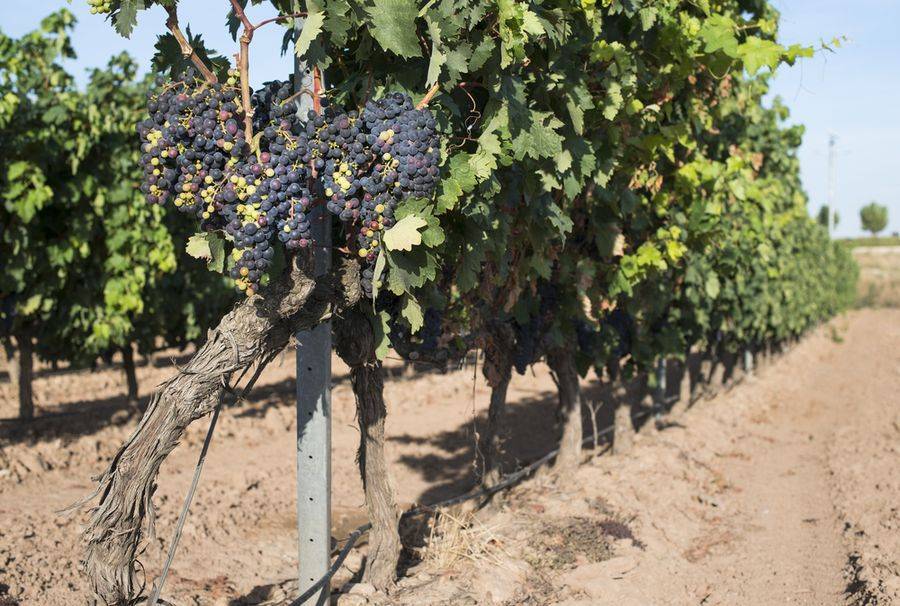 Особенности выращивания гибридного винограда чарли