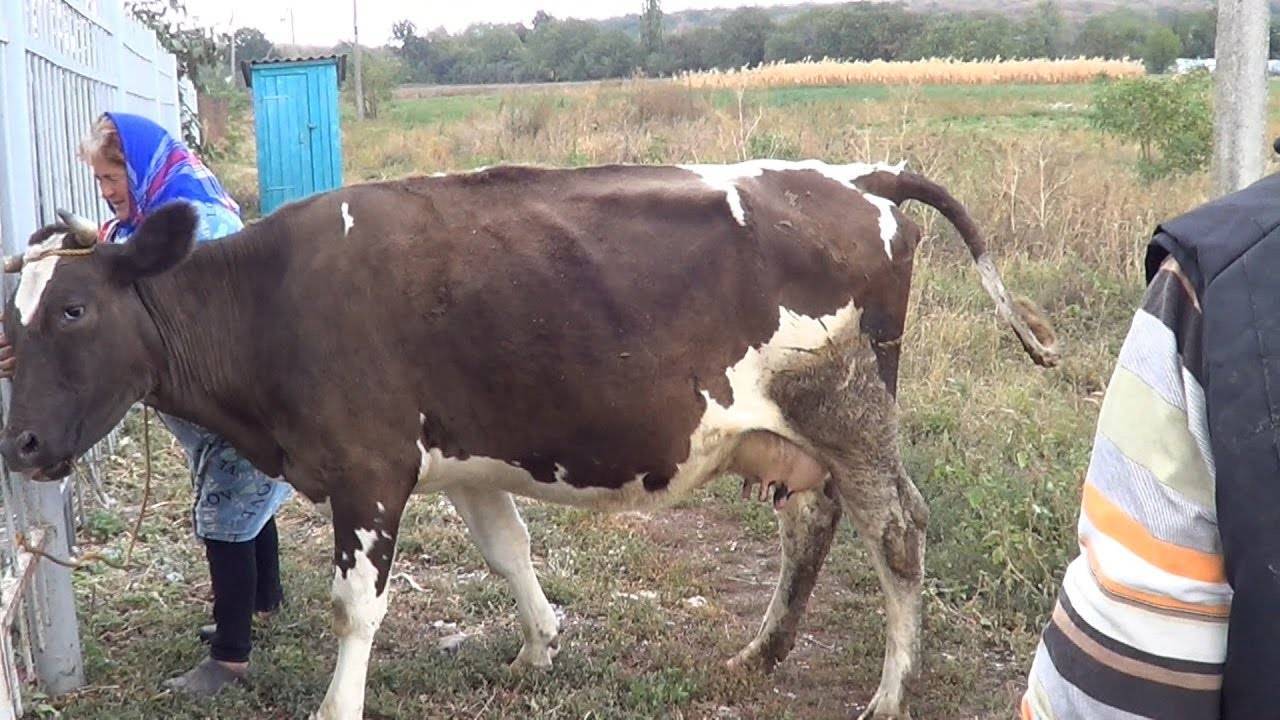 Кровавый понос у коровы лечение причины