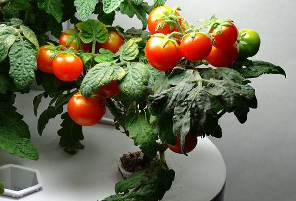Какие сорта помидоров можно вырастить на подоконнике и на балконе в квартире: какие лучше сажать в домашних условиях на окне, а какие нет, а также фото томатов