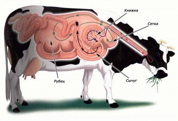 Рубец теленка: ацидоз, атония, тимпания, вздутие, не работает рубец 