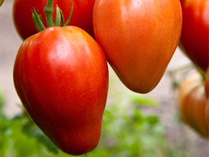 Сорт помидора «кенигсберг»: подробное описание, характеристика, урожайность, фото, видео и отзывы тех, кто сажал