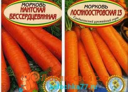 Выбираем сорта моркови