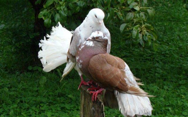 Какие бывают бойные голуби?