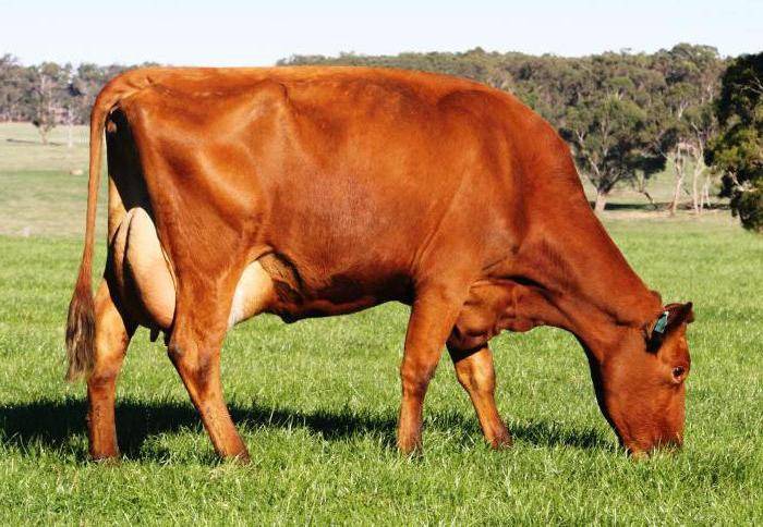 "красная степная" порода коров : характеристики, особенности выращивания, вакцинация и борьба с болезнями, фото и видео