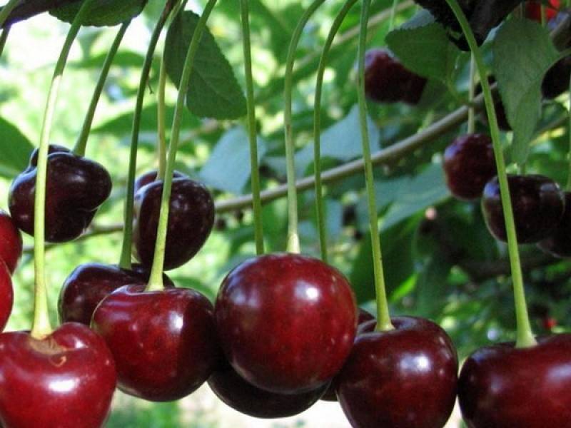 Плодовый сад и питомник - вишня и черешня наиболее интересные сорта