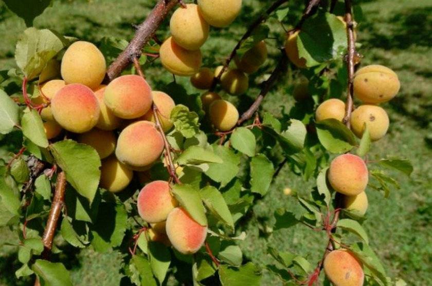 Особенности выращивания абрикоса сорта хабаровский и ухода за ним