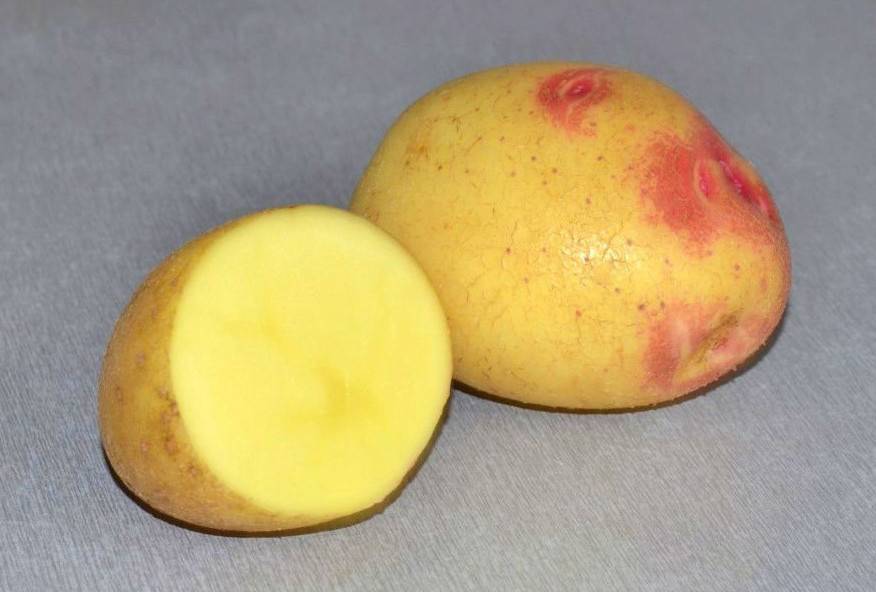 Сорт картофеля «ред соня (red sonia)» – описание и фото