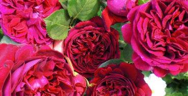 Розы дэвида остина — любимые сорта (фото и описание)