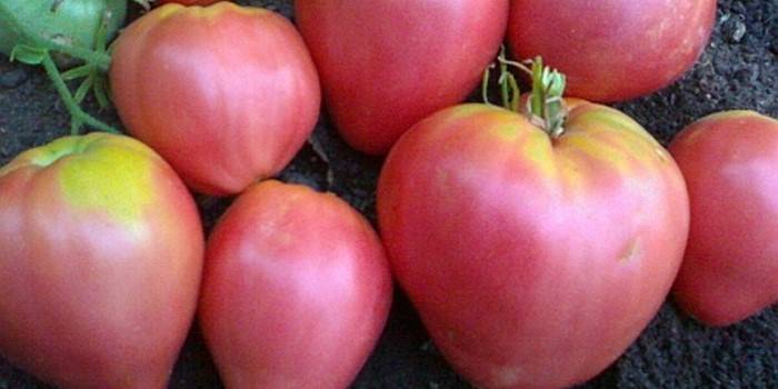 Вкусный здоровяк: описание томата сорта вельможа и особенности выращивания крупных плодов
