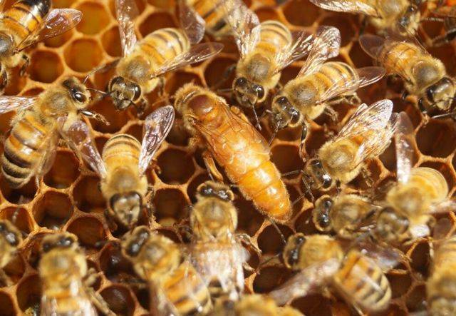 Породы пчел: фото, описание, характеристика, методы определения и советы по выбору
