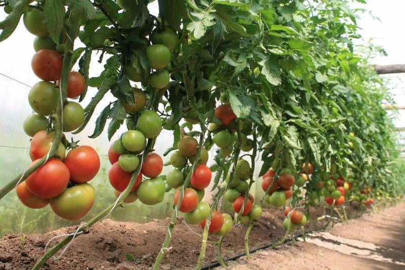 Пасынкование и формирование куста томатов в теплице: схема