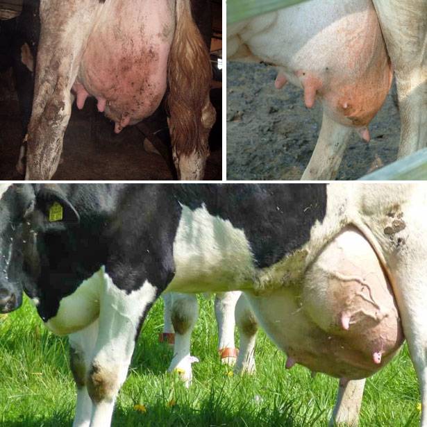 Гнойный мастит у коров. диагноз и лечение. | 
ветеринарная служба владимирской области