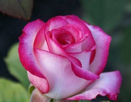 Dolce vita – чайно-гибридная белая роза с розовой окантовкой на лепестках от голландской компании lex voom