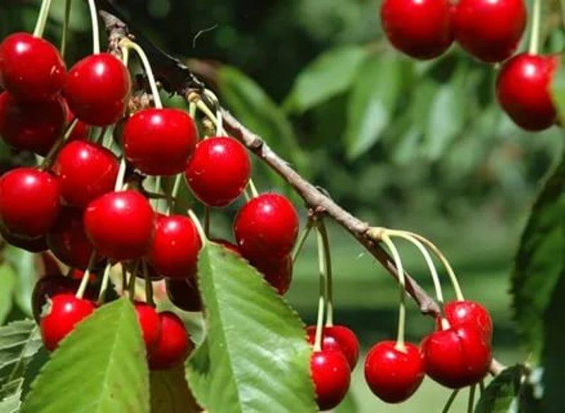 О вишне радонеж: описание сорта, способы и особенности выращивания