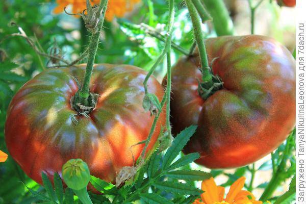 Описание среднераннего томата черный крым, выращивание в теплице и открытом грунте