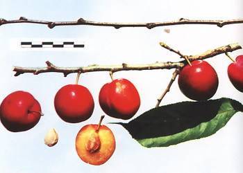 Слива скороплодная — описание сорта, фото, отзывы садоводов