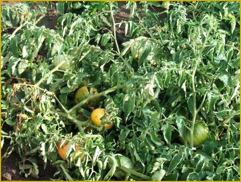 Чем опрыскивать помидоры: советы по выбору составов для роста и отпугивания вредителей (105 фото)