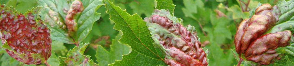 Болезни листьев красной смородины: описание с фотографиями, лечение