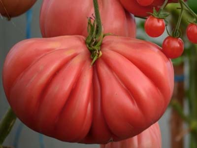 Описание томатов серии инжир: розовый, красный и желтый