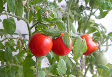 Как посадить и вырастить томат «таймыр»