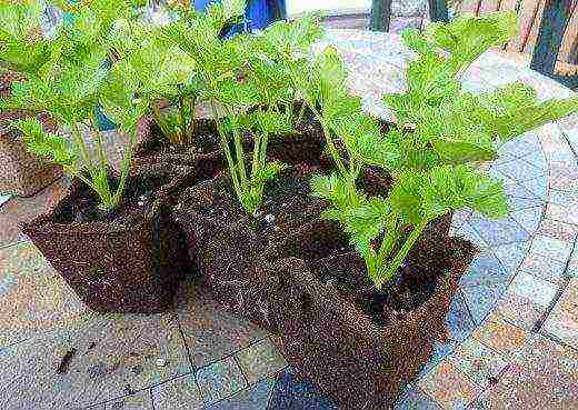 Выращивание сельдерея черешкового рассадой