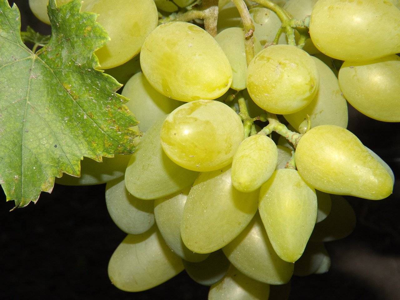 Виноград бажена – чем может удивить такой гибрид?