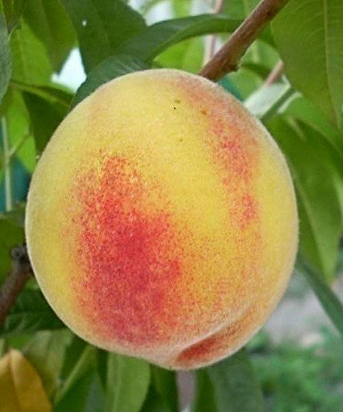 Персик киевский ранний – сладость лета на вашем столе