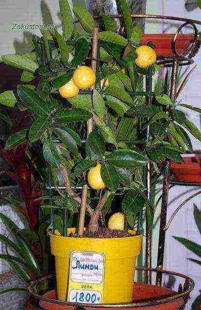 Описание павловского лимона, посадка и уход в домашних условиях