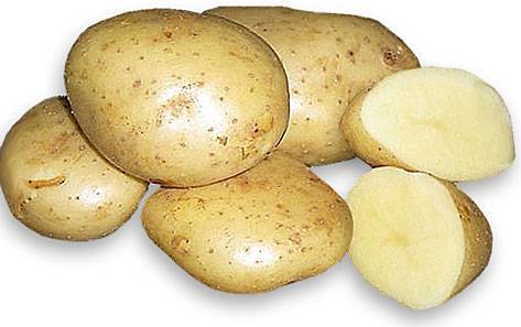 Картофель удача: описание сорта, фото, отзывы