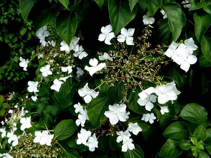 Черешковые вьющиеся гортензии: сорта ползучей лианы, разведение на садовом участке