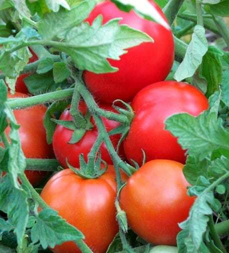 Сорт томата «видимо невидимо»: фото, видео, отзывы, описание, характеристика, урожайность