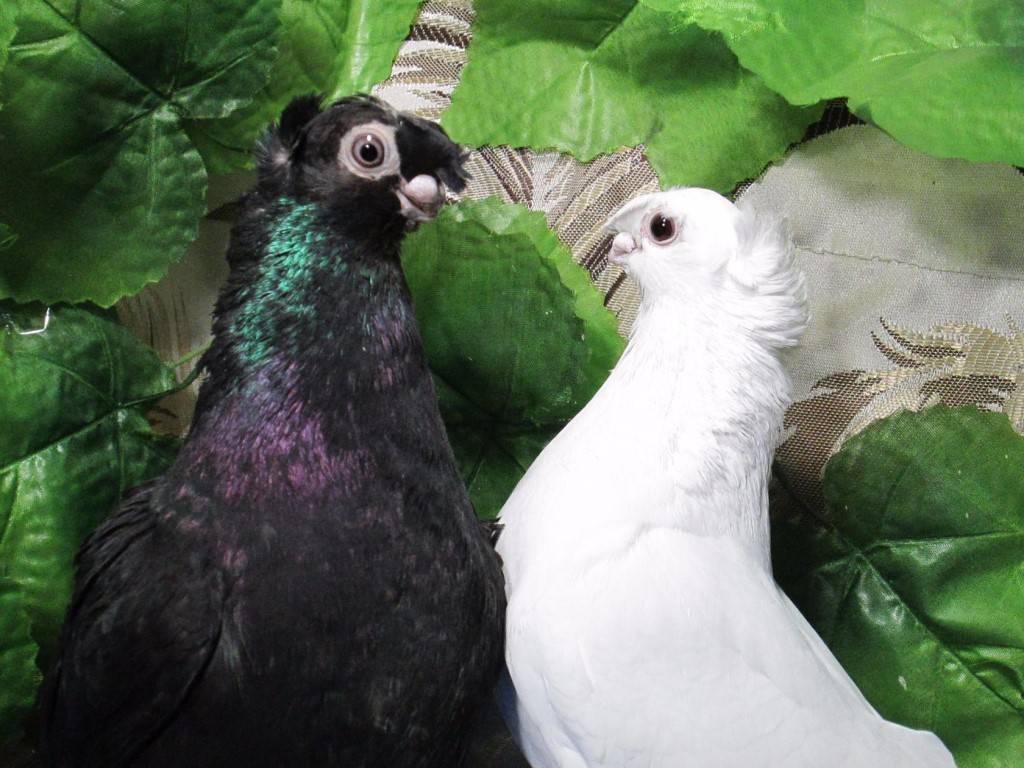Особенности узбекских голубей