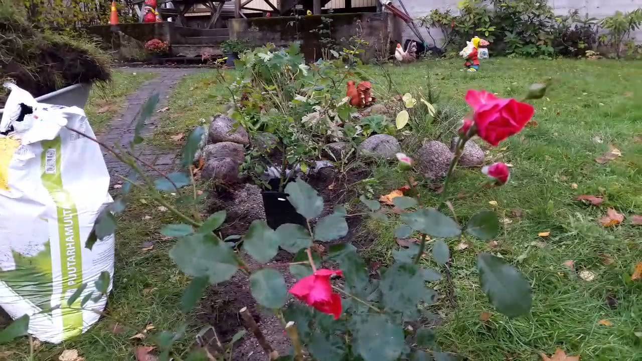 Посадка розы с открытой корневой системой | дача - впрок
