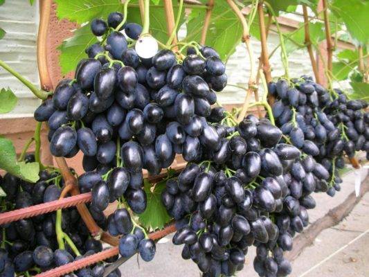 Высокоурожайный и морозостойкий сорт — виноград алекса