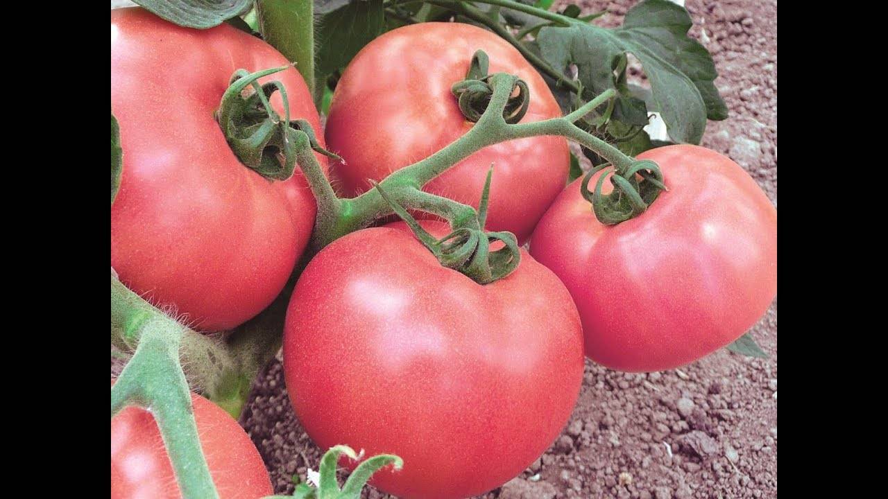 Как выращивать помидоры «клуша»