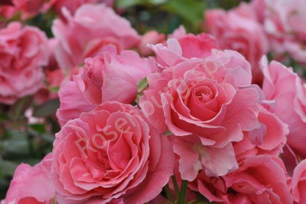 Роза лавиния описание. описание розы «лавиния» (плетистая) с отзывами и уходом красные плетистые розы: названия и фото