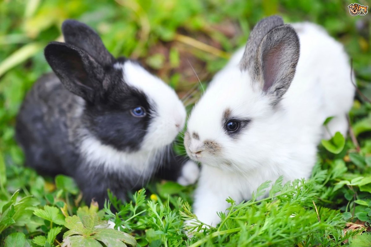 Декоративные кролики: содержание и уход. чем кормить кроликов в домашних условиях?