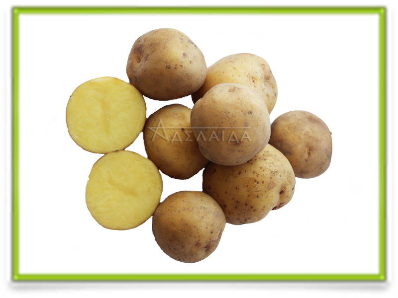 Картофель ривьера: выращиваем голландский сорт