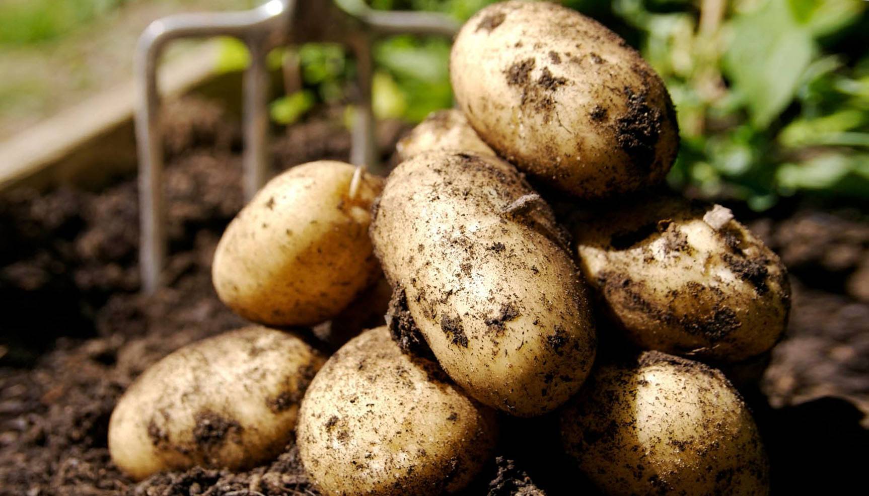 7 способов подготовки картофеля к посадке