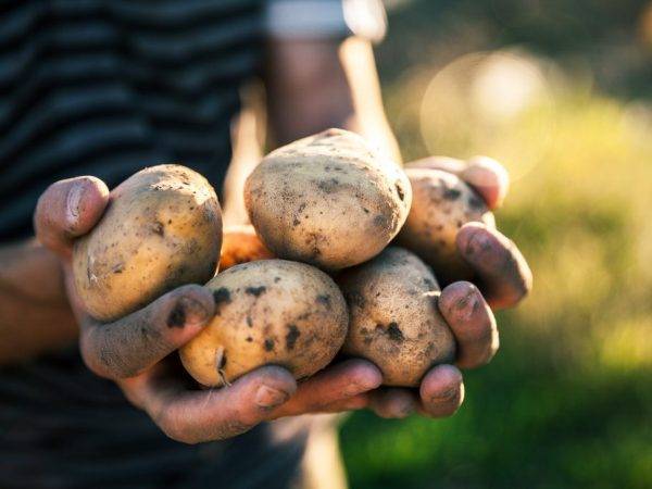 Сорт картофеля сверхраннего созревания «каратоп»